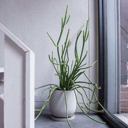 ミルクブッシュ 鉢＆鉢皿セット 観葉植物 グリーン インテリア 新生活