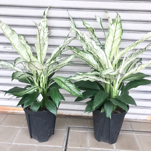 超大型♡ 斑入り♡ スパティフィラム センセーション