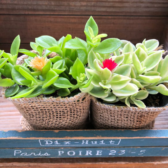 ベビーサンローズ様　90苗セット 楽天市場】花苗 ベビーサンローズ お得な 2鉢セット 1鉢 3〜3.5