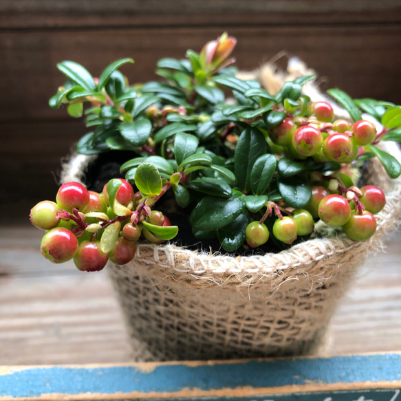 苔桃♡大人気♡即完売♡食べれます♡リンゴベリー♡ 4枚目の画像