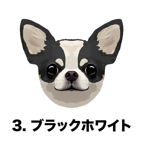 チワワ スムース 毛色6色 】タオルハンカチ ピンク＆ブルー2枚