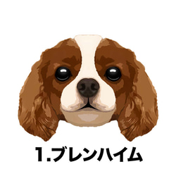 【 キャバリア 毛色4色 】タオルハンカチ　ピンク＆ブルー2枚セット　プレゼント　犬　うちの子　200ｍｍｘ200ｍｍ 3枚目の画像