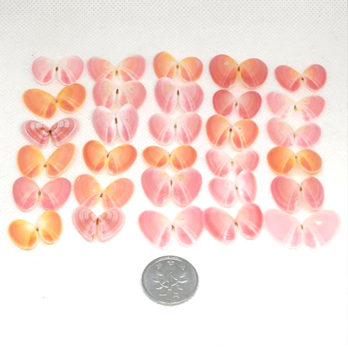 天然 桜貝 合貝 30個(60枚) 大サイズ その他素材 puqoo 通販