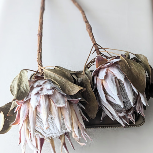 キングプロテア ドライフラワー ドライフラワー mamemona 通販