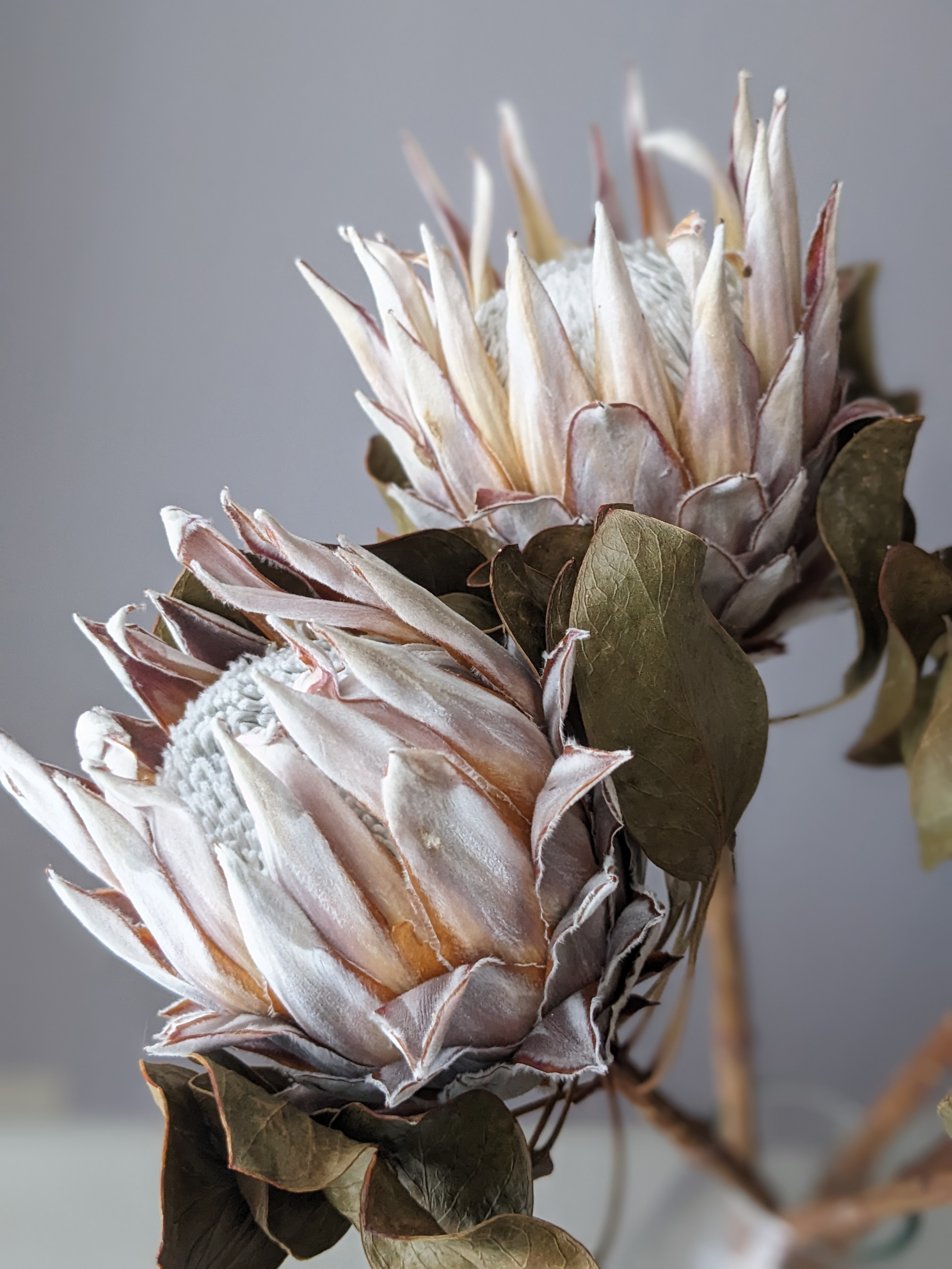 sold プロテアリース キングプロテア ドライフラワー ドライフラワー mamemona 通販