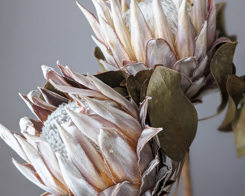 キングプロテア ドライフラワー ドライフラワー mamemona 通販