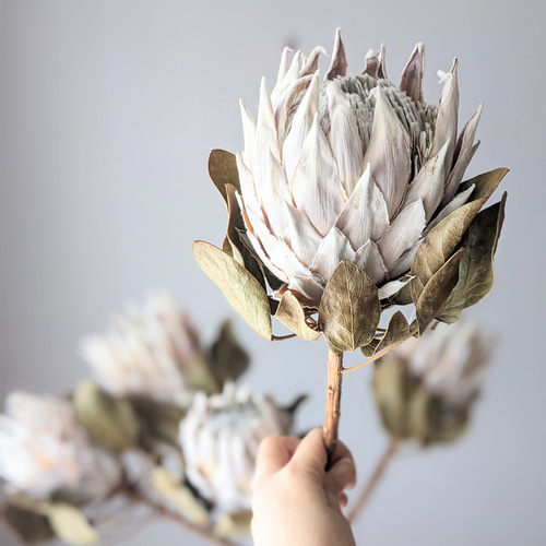 キングプロテア ドライフラワー ドライフラワー mamemona 通販