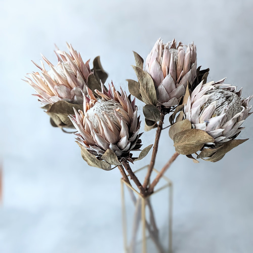 キングプロテア ドライフラワー ドライフラワー mamemona 通販