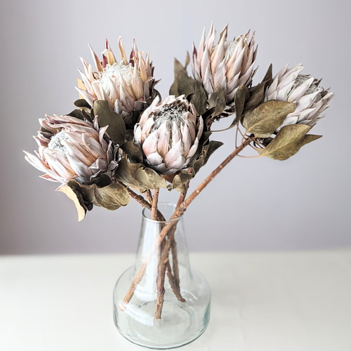キングプロテア ドライフラワー ドライフラワー mamemona 通販