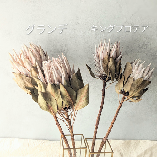 キングプロテア ドライフラワー ドライフラワー mamemona 通販