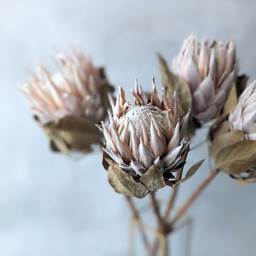 キングプロテア ドライフラワー ドライフラワー mamemona 通販