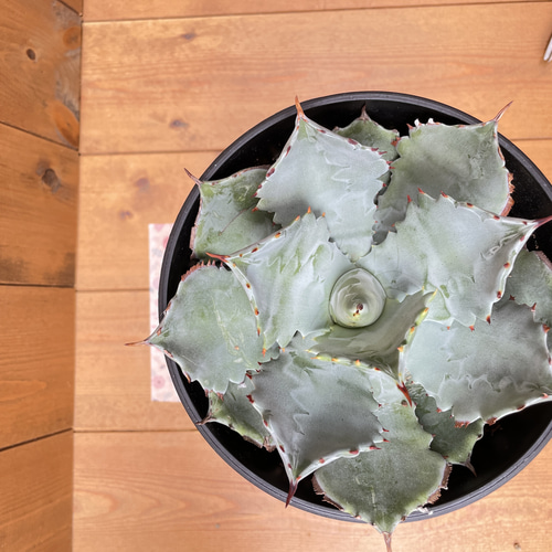 特大サイズイシスメンシス兜蟹（カブトガニ） ポタトラム 【公式通販】