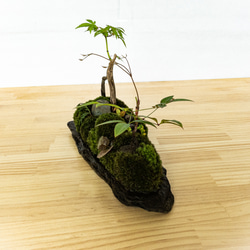 苔　苔テラリウム　苔島　苔盆栽　苔盆景　苔育　苔の孔雀舞う 12枚目の画像