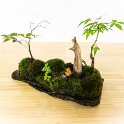 苔　苔テラリウム　苔島　苔盆栽　苔盆景　苔育　苔の孔雀舞う 5枚目の画像