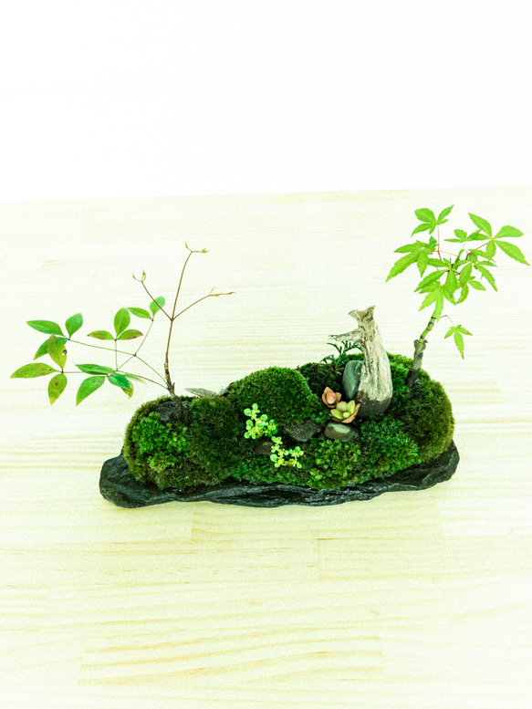 苔　苔テラリウム　苔島　苔盆栽　苔盆景　苔育　苔の孔雀舞う 1枚目の画像