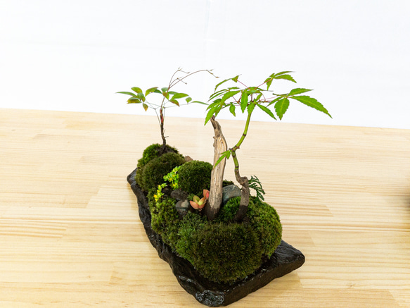 苔　苔テラリウム　苔島　苔盆栽　苔盆景　苔育　苔の孔雀舞う 7枚目の画像