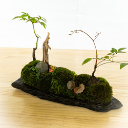 苔　苔テラリウム　苔島　苔盆栽　苔盆景　苔育　苔の孔雀舞う 10枚目の画像