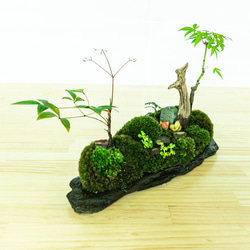苔　苔テラリウム　苔島　苔盆栽　苔盆景　苔育　苔の孔雀舞う 13枚目の画像