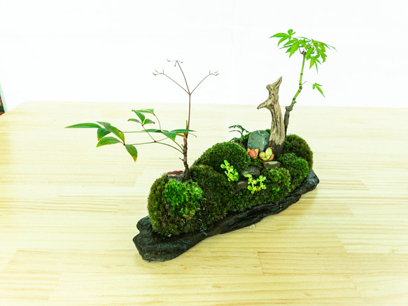 苔　苔テラリウム　苔島　苔盆栽　苔盆景　苔育　苔の孔雀舞う 13枚目の画像
