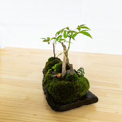 苔　苔テラリウム　苔島　苔盆栽　苔盆景　苔育　苔の孔雀舞う 6枚目の画像