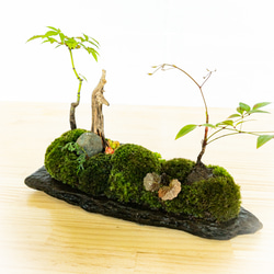 苔　苔テラリウム　苔島　苔盆栽　苔盆景　苔育　苔の孔雀舞う 3枚目の画像