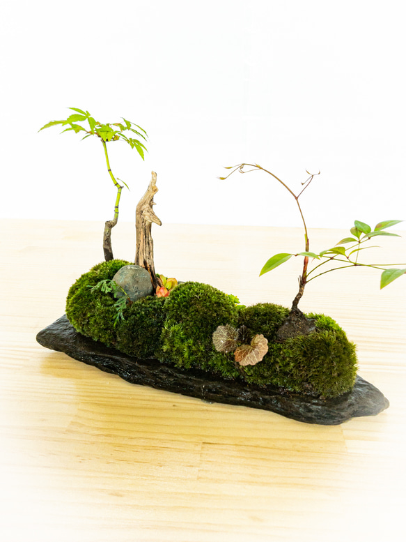 苔　苔テラリウム　苔島　苔盆栽　苔盆景　苔育　苔の孔雀舞う 3枚目の画像