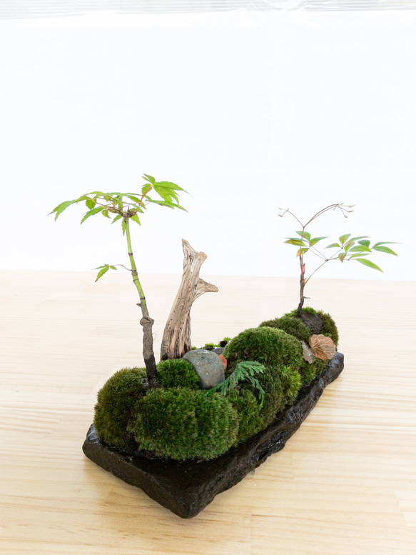 苔　苔テラリウム　苔島　苔盆栽　苔盆景　苔育　苔の孔雀舞う 2枚目の画像