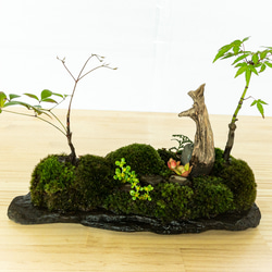 苔　苔テラリウム　苔島　苔盆栽　苔盆景　苔育　苔の孔雀舞う 4枚目の画像