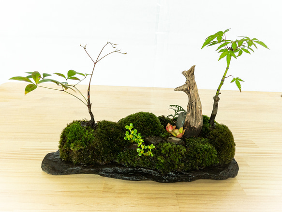 苔　苔テラリウム　苔島　苔盆栽　苔盆景　苔育　苔の孔雀舞う 4枚目の画像