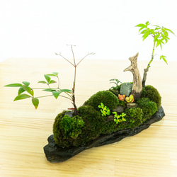 苔　苔テラリウム　苔島　苔盆栽　苔盆景　苔育　苔の孔雀舞う 14枚目の画像