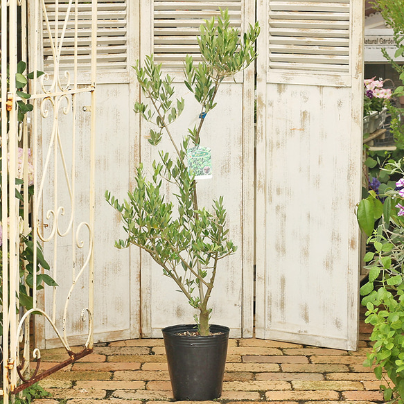 現品］A2 創樹 オリーブ ネバディロブランコ 7号 観葉植物