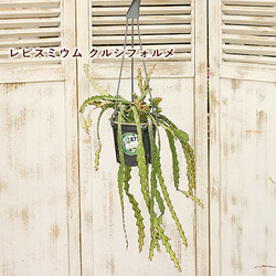 観葉植物 ホヤ エピフィルム リプサリス 4号 吊り下げ つる性 室内 おしゃれ インテリアグリーン 乾燥に強い 12枚目の画像