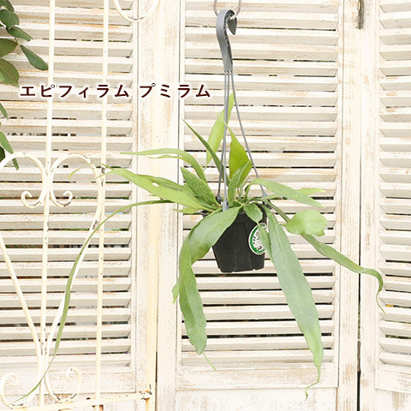 観葉植物 ホヤ エピフィルム リプサリス 4号 吊り下げ つる性 室内 おしゃれ インテリアグリーン 乾燥に強い 4枚目の画像