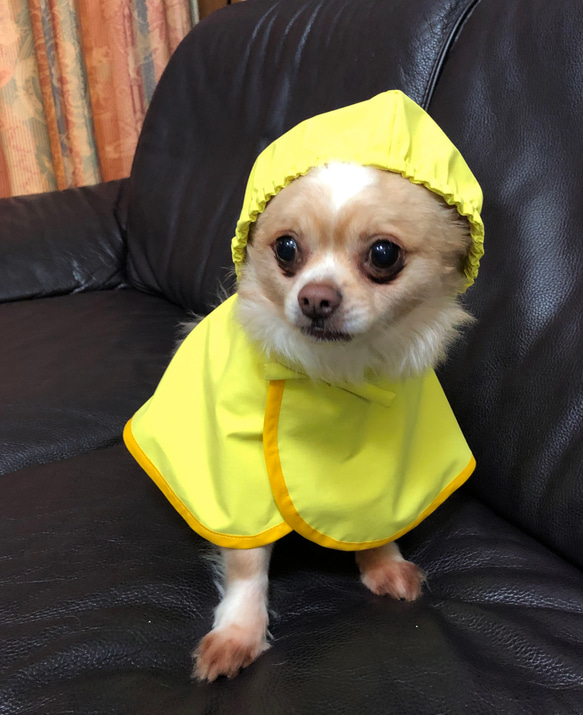 犬服　レインコート　撥水　雨の日のお散歩に 1枚目の画像