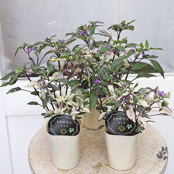 観葉植物 斑入り トウガラシ♡寄植えにも！！