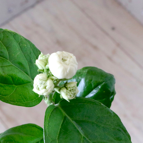 八重咲き♡ジャスミン♡グレイスフルレディ♡ジェイド♡鉢ごと