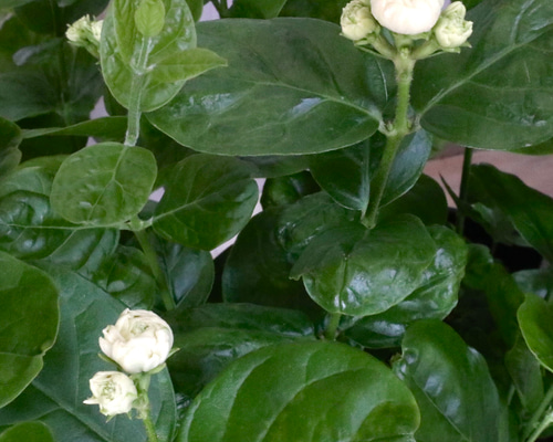 八重咲き♡ジャスミン♡グレイスフルレディ♡ジェイド♡鉢ごと