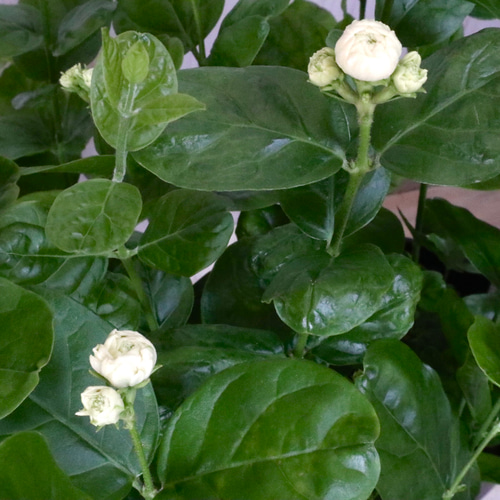 八重咲き♡ジャスミン♡グレイスフルレディ♡ジェイド♡鉢ごと