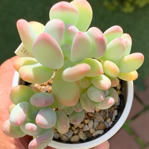 多肉植物 めちゃカワ桃美人♡抜き苗 多肉植物 めちゃカワ桃美人♡抜き苗