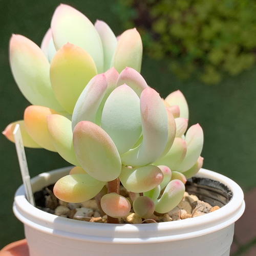 多肉植物 めちゃカワ桃美人♡抜き苗