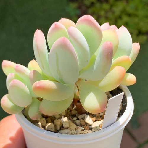 ☆桃美人 多肉植物 自家栽培 国産 多肉植物 美✴︎taniku 通販