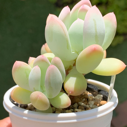☆桃美人 多肉植物 自家栽培 国産 多肉植物 美✴︎taniku（全品値下げ