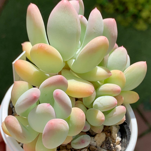 多肉植物 めちゃカワ桃美人♡抜き苗 多肉✿植物˚✧₊⁺˳✧༚ 桃美人 抜き苗❁⃘*.゜2つ - メルカリ