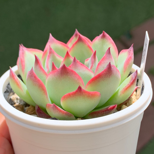レア品種！☆メキシコプリドニス×チワワエンシスYecora 多肉植物