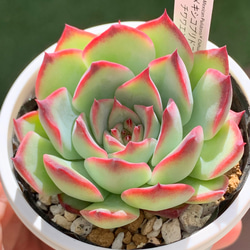 レア品種！☆メキシコプリドニス×チワワエンシスYecora 多肉植物 自家