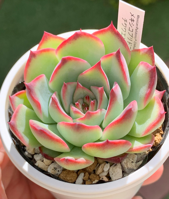 レア品種！☆メキシコプリドニス×チワワエンシスYecora 多肉植物