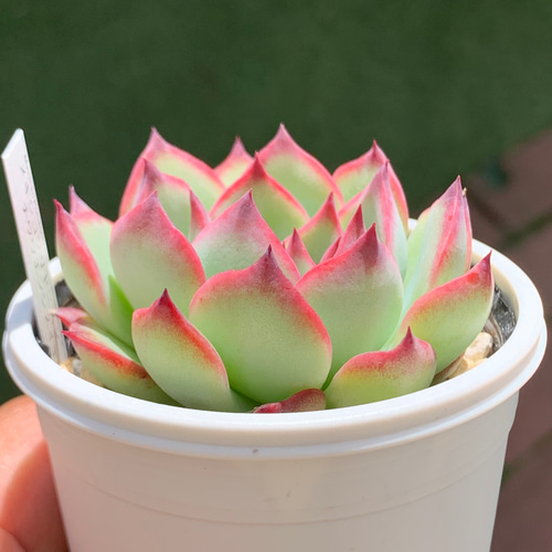 購入済み No32 メキシコプリドニス×乙女心 カット ネコポス発送 多肉