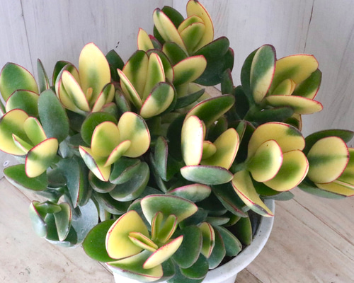 立派♡斑入り♡花月♡金のなる木♡観葉植物♡多肉植物♡5号鉢♡ 多肉