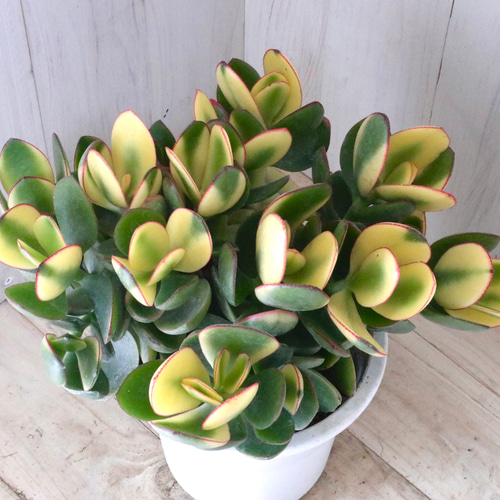 立派♡斑入り♡花月♡金のなる木♡観葉植物♡多肉植物♡5号鉢♡ 多肉