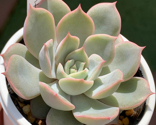 人気品種！☆プリンセスティアラ 多肉植物 自家栽培 国産 多肉